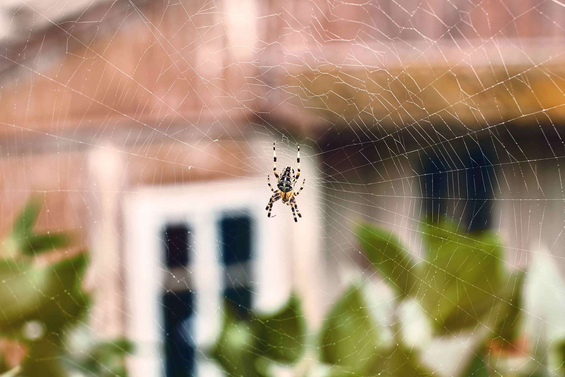 Spider In His Cobweb - Warren, MI - Maple Lane Pest Control