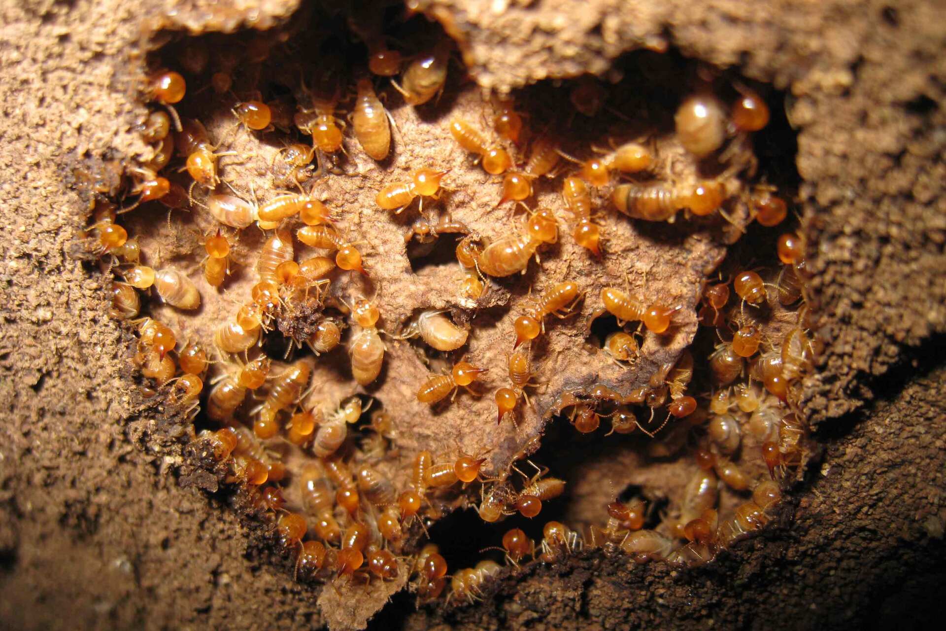Subterranean Termites - Warren, MI - Maple Lane Pest Control