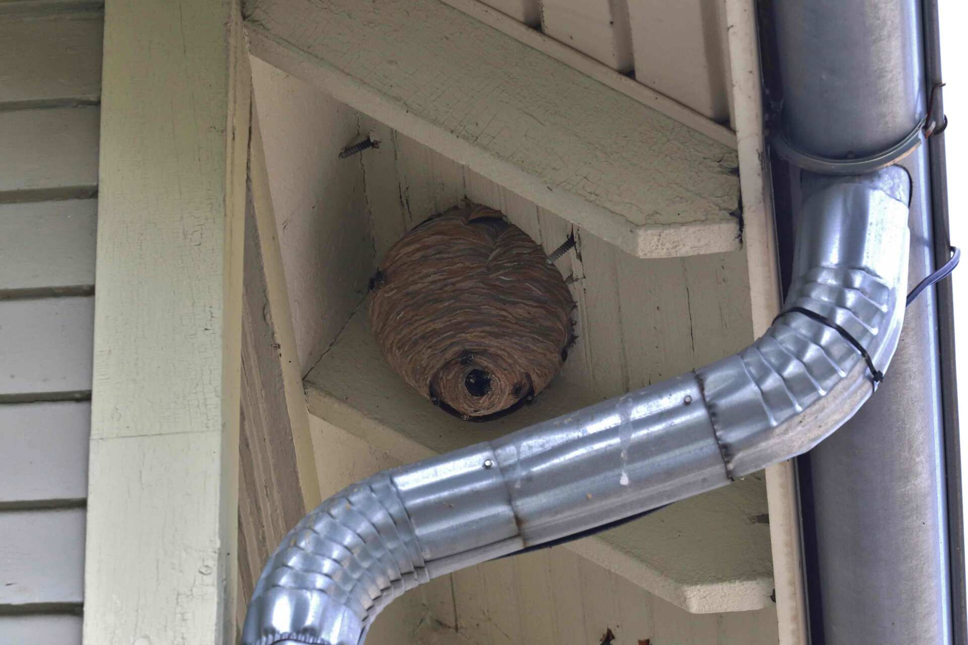 Residential House With A Common Wasp Hive - Warren, MI - Maple Lane Pest Control
