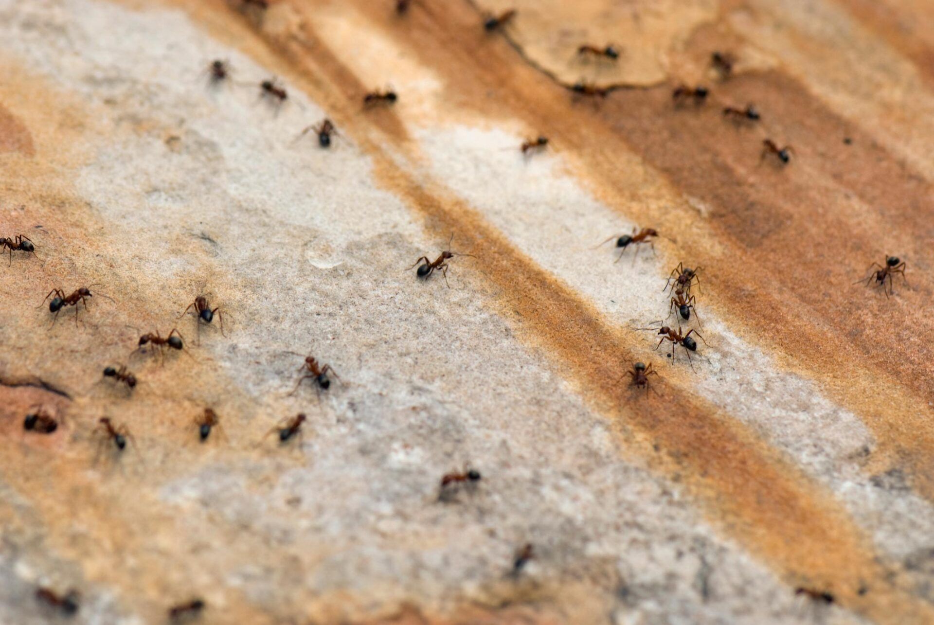Ants On Walkway - Warren, MI - Maple Lane Pest Control