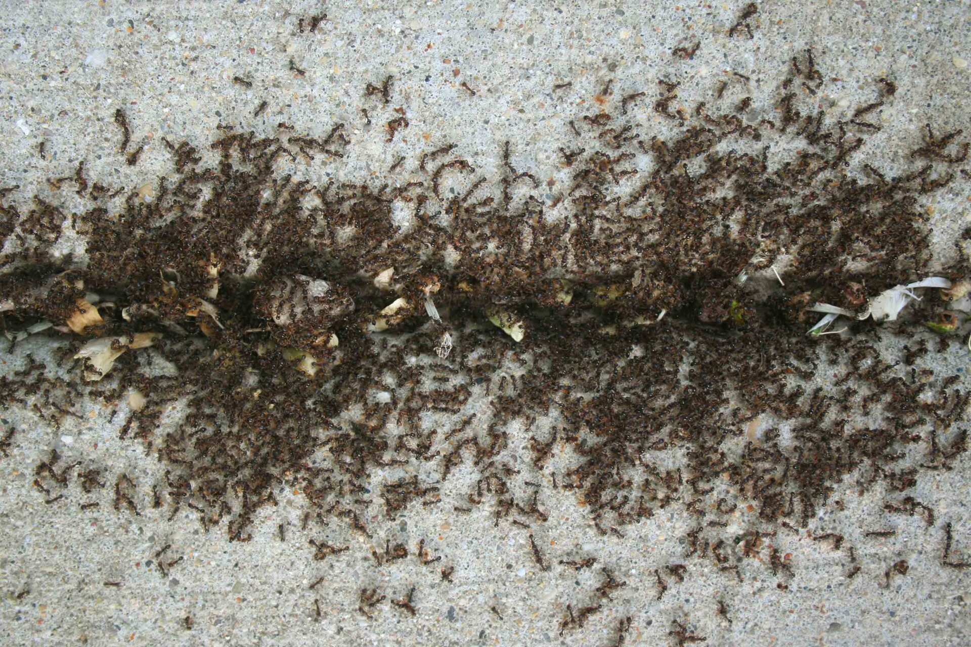 Ants On Sidewalk - Warren, MI - Maple Lane Pest Control