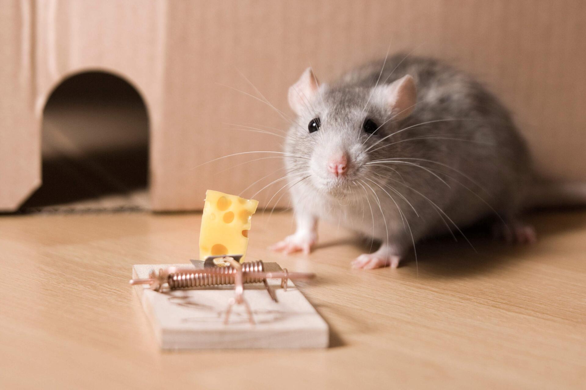 Mousetrap And Cheese - Warren, MI - Maple Lane Pest Control