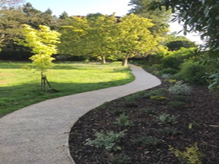 A path in a park with trees on both sides