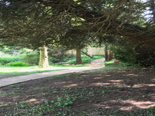 A path in a park surrounded by trees and grass.