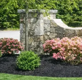Stone landscaping wall with pink flowering shrubs and a green bush in a mulched garden bed