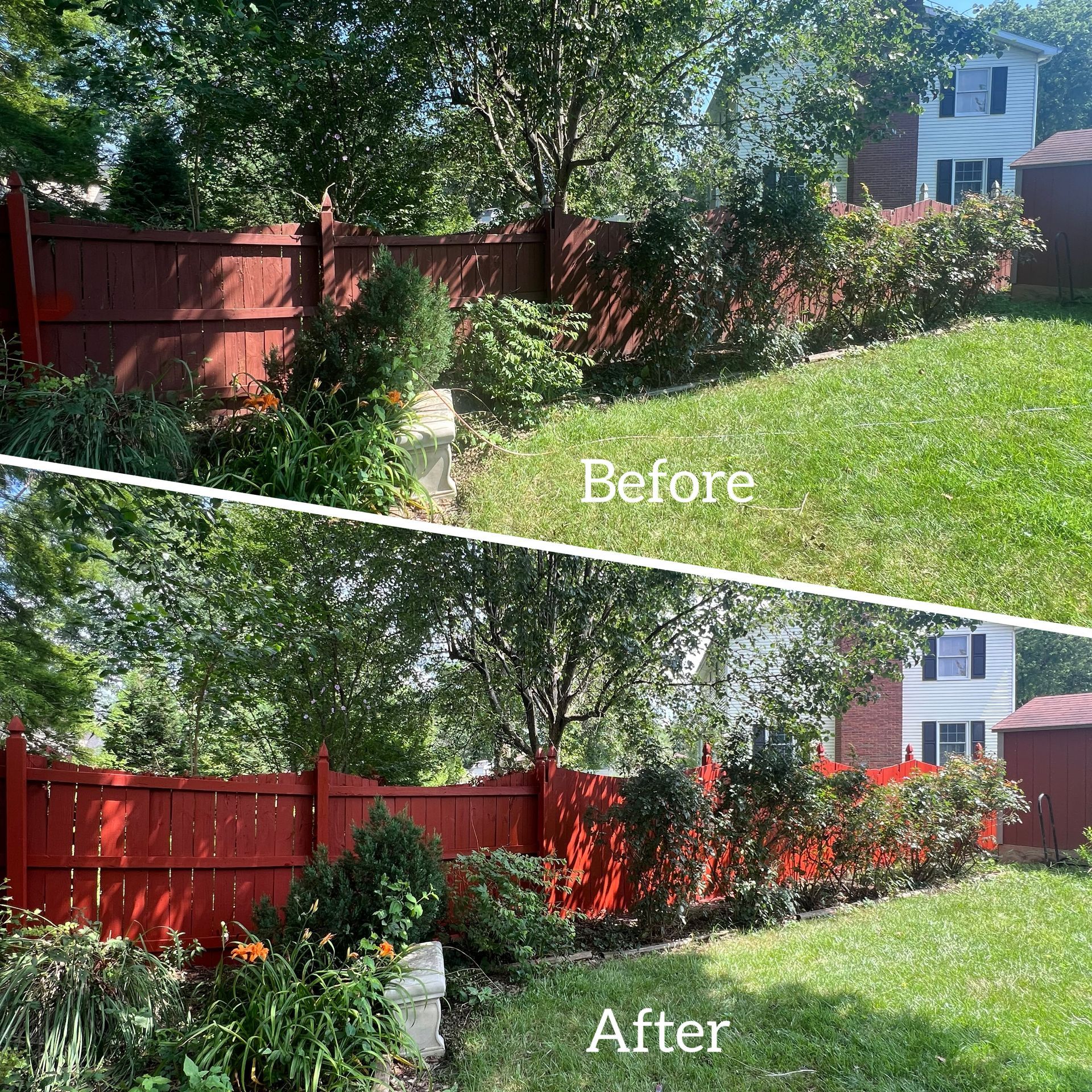 Before and after shots of a red fence with trimmed bushes in a yard. Green grass and trees.
