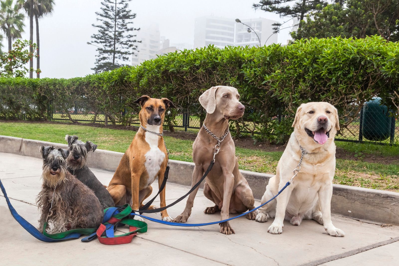 Four dogs on leashes sitting on a walkway in a park.