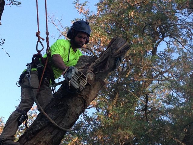 5 Types of Arborist Protective Clothing Even the Most Experienced