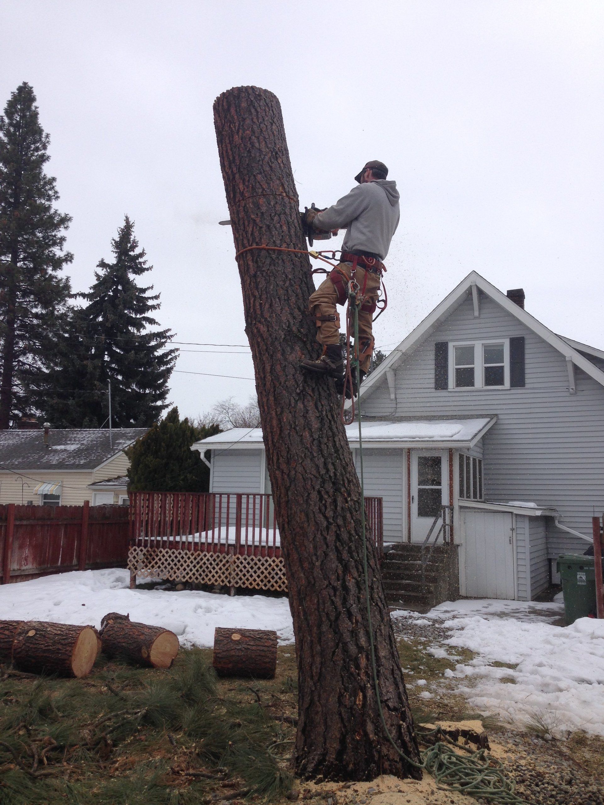 Professional Tree Cutting