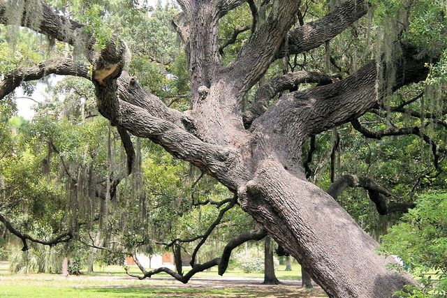 gnarly-oak-1508961_960_720-640w.jpg (640×427)