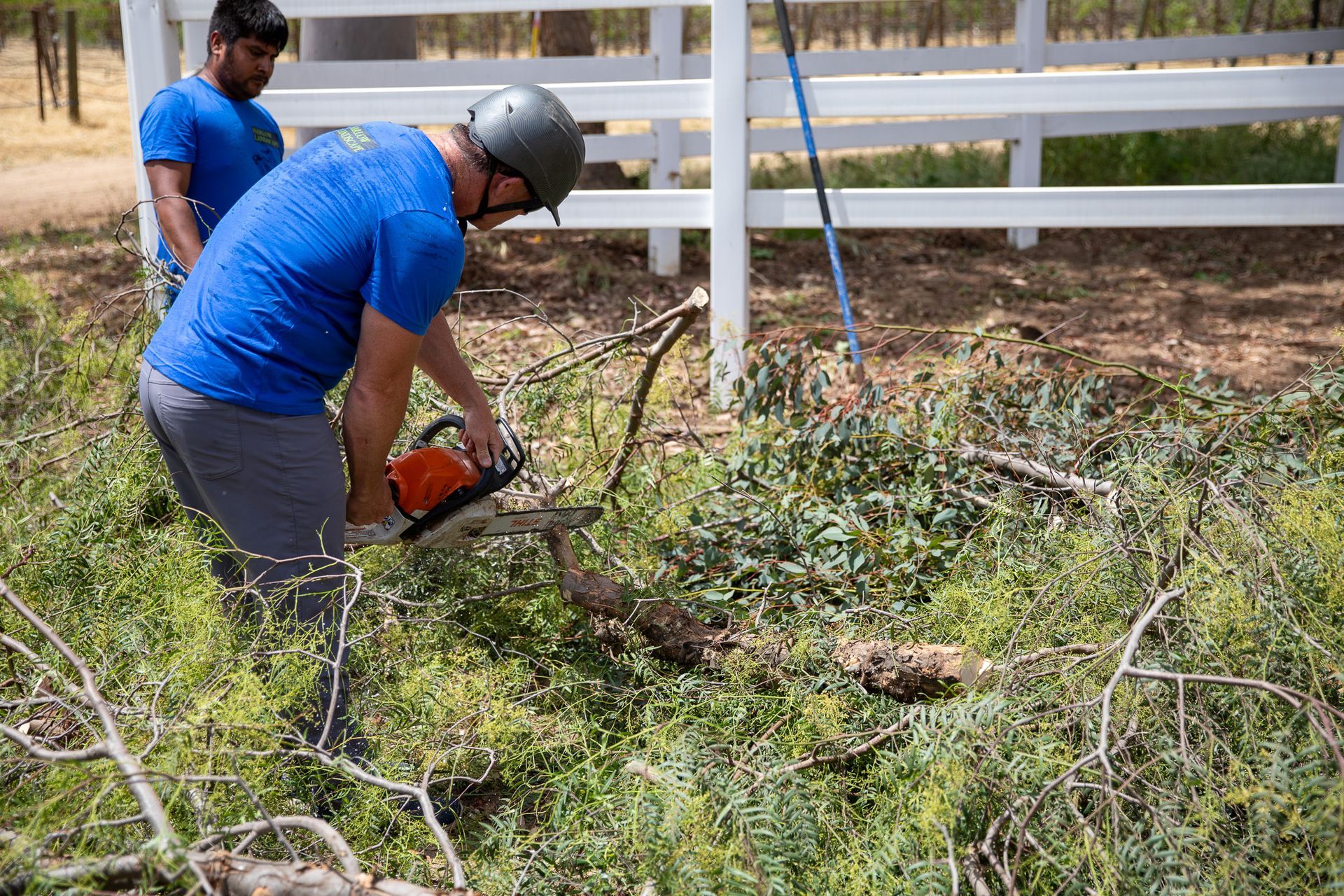 Two men are cutting a tree with a chainsaw.