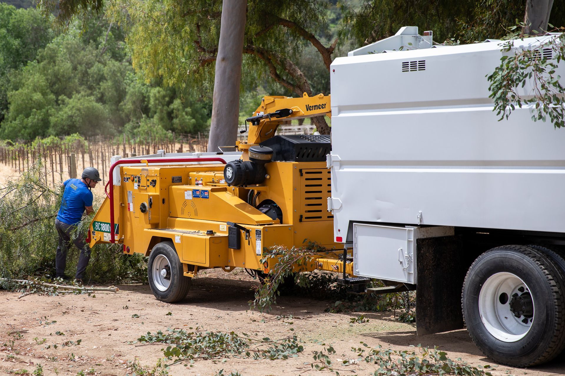 A man is cutting a tree with a machine.