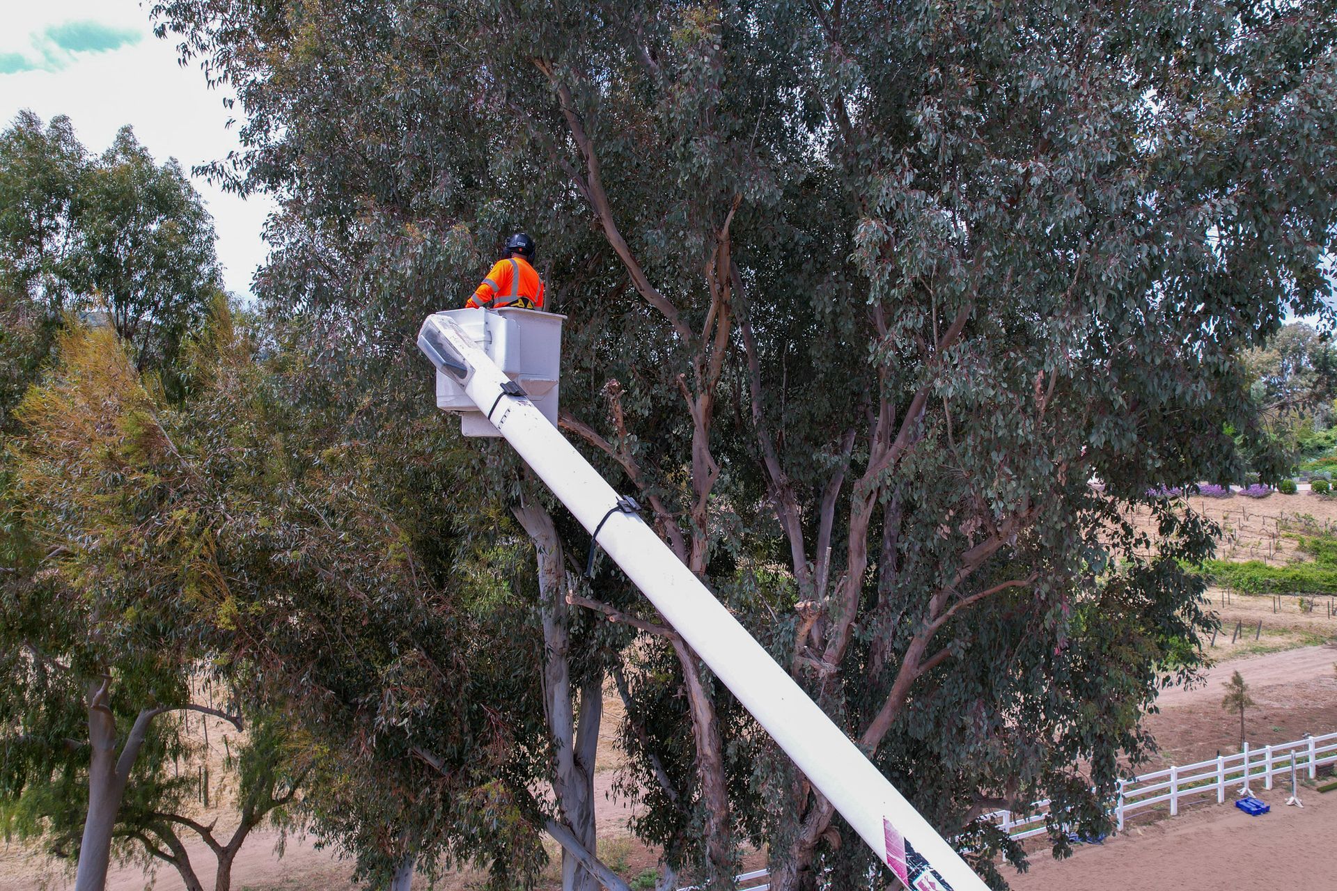 A man is standing in a bucket on a crane cutting a tree.