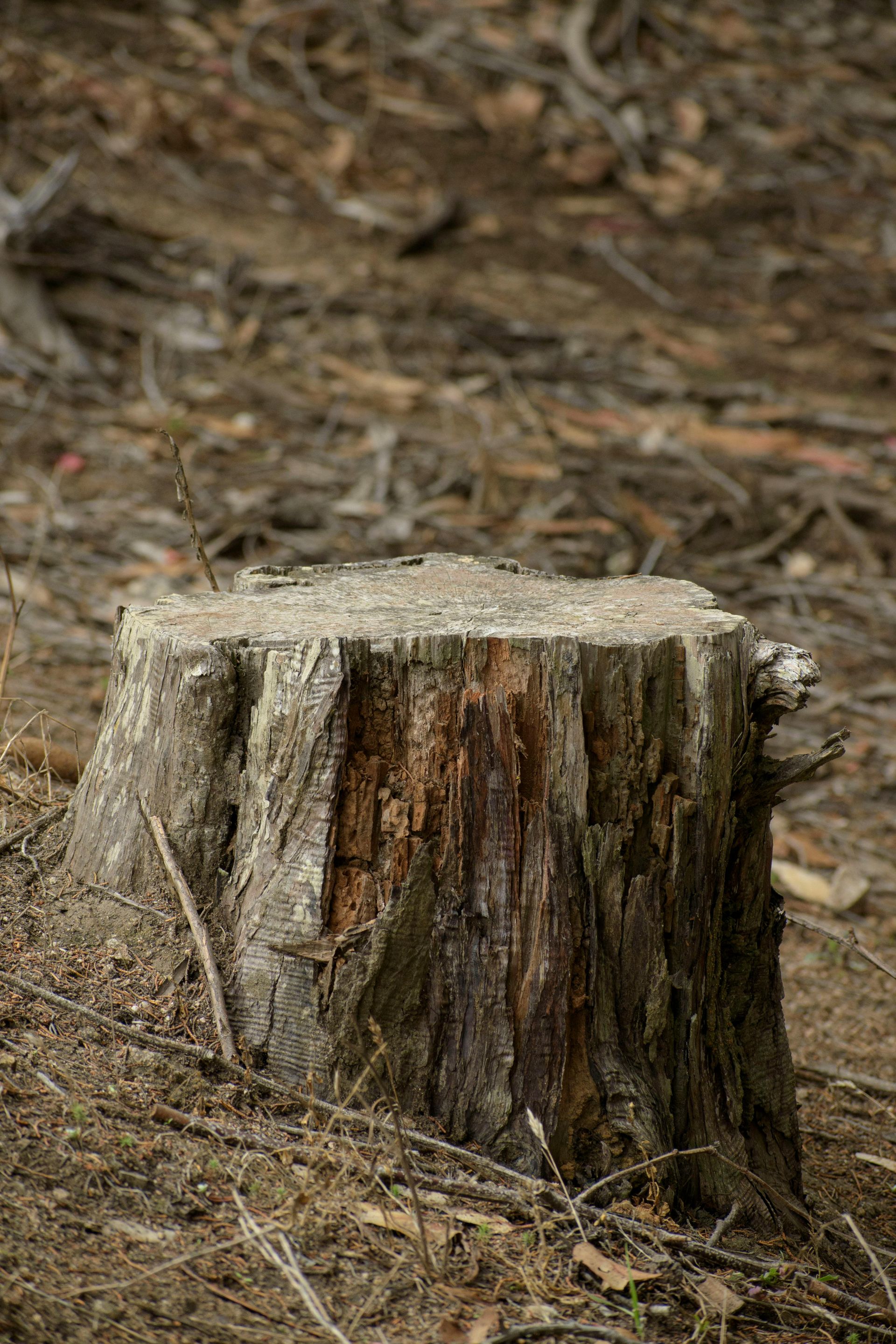A tree stump is sitting in the middle of a forest.