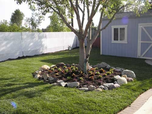 A tree is in the middle of a lush green yard