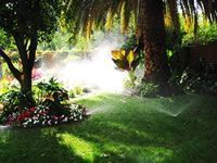 A sprinkler is spraying water on a lush green lawn in a garden.