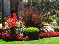 A garden with red flowers and green bushes in front of a house.