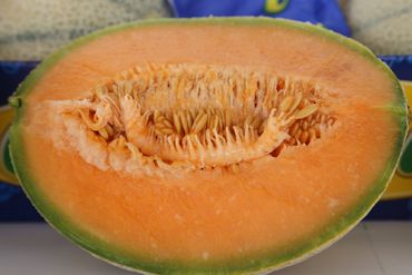 Melone retato Proteo