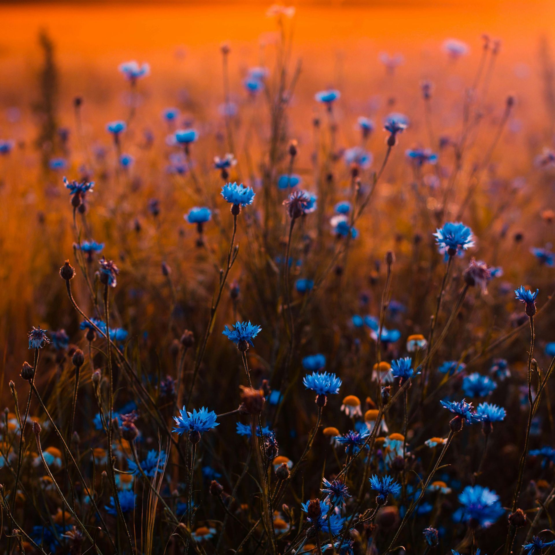 A field of blue flowers with a sunset in the background