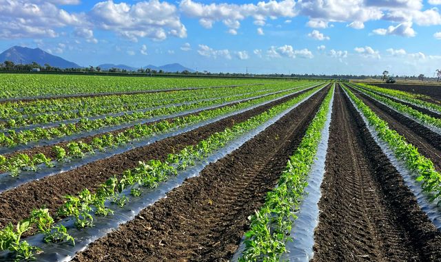 Rows of green plants growing in a field under a blue sky with clouds.