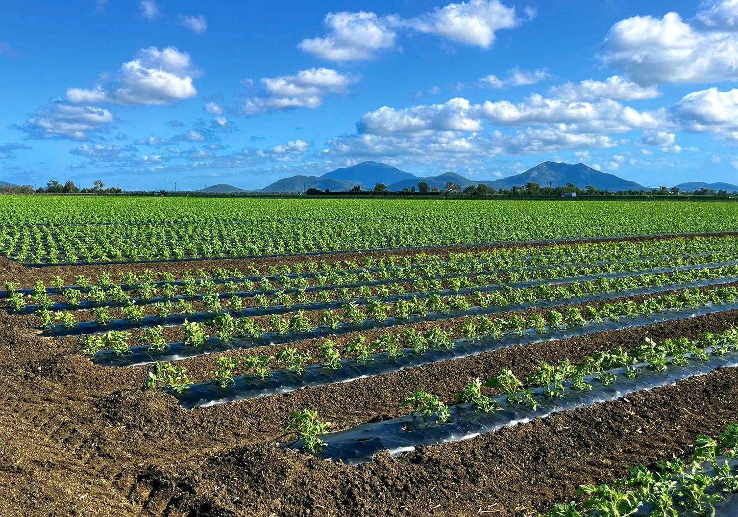 Rows of young plants growing through black plastic mulch in a field under a sunny sky.