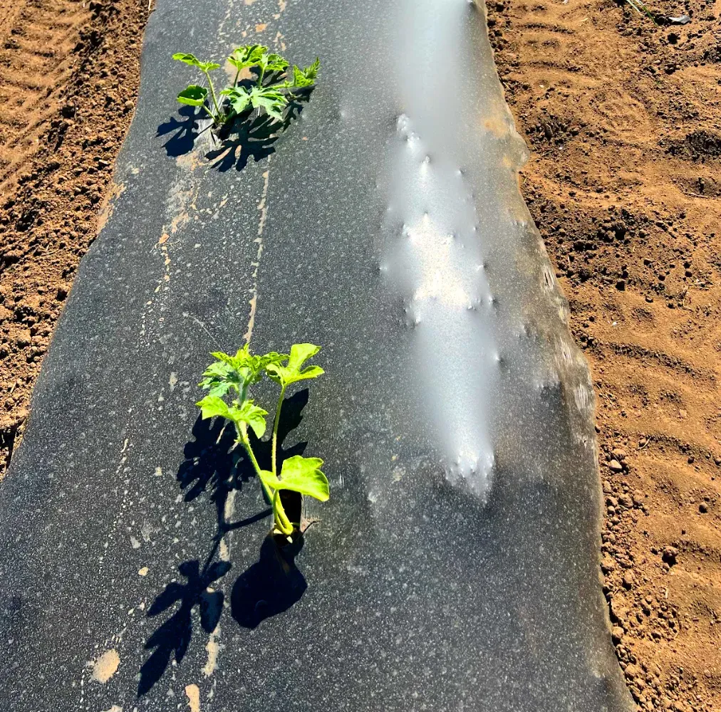 Two green plants growing through holes in black plastic mulch in a brown field.