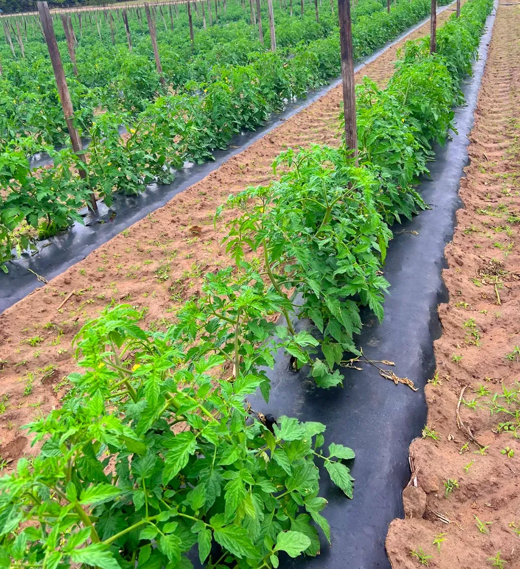 Rows of tomato plants in a farm field, grown along black landscape fabric, supported by wooden stakes.