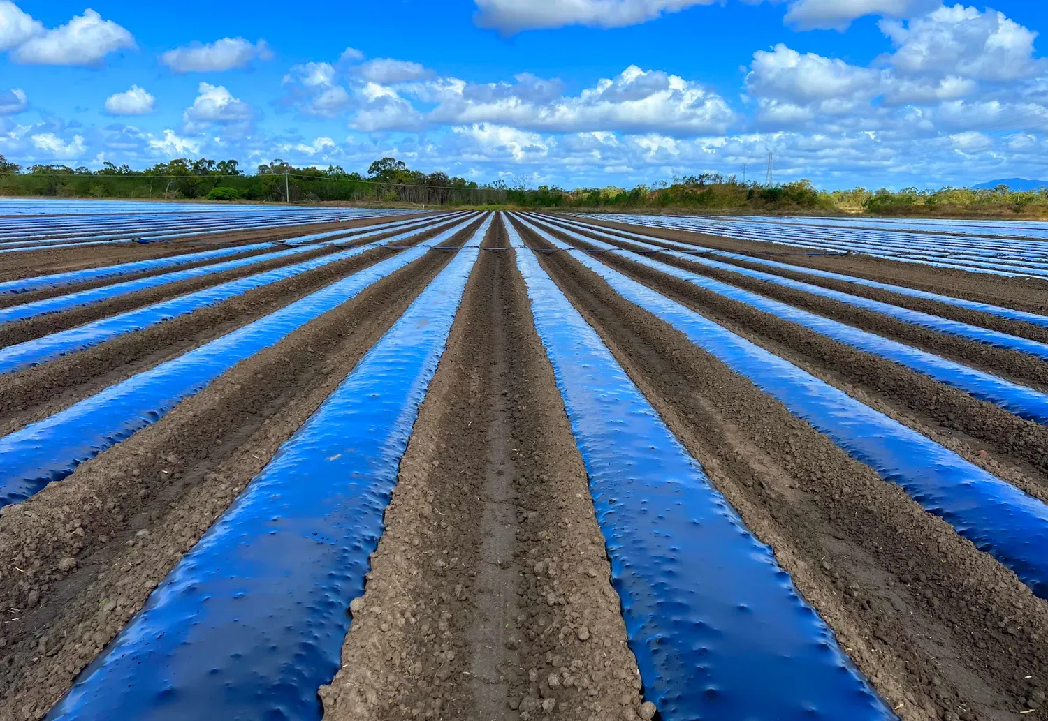 Rows of prepared farmland covered with blue plastic under a bright blue sky.