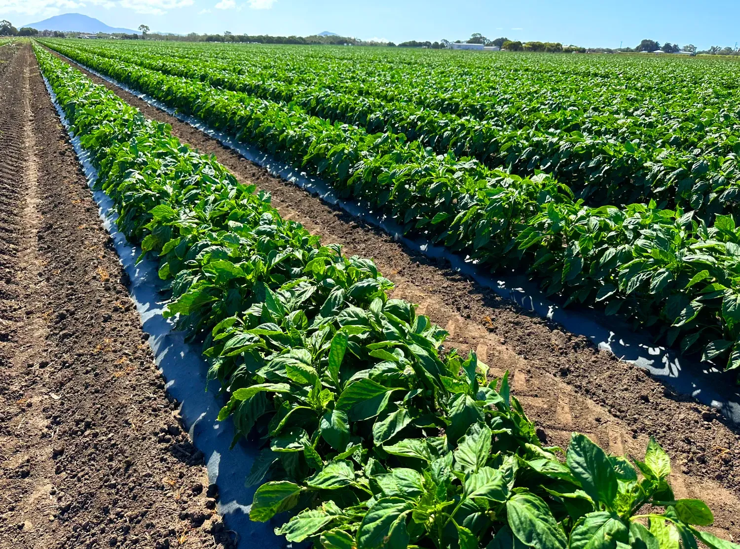 Rows of green plants growing in a field, on black plastic, under a bright sky.