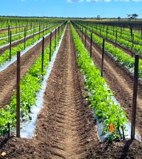 Rows of green plants in a field, mulched with plastic, with wooden stakes.