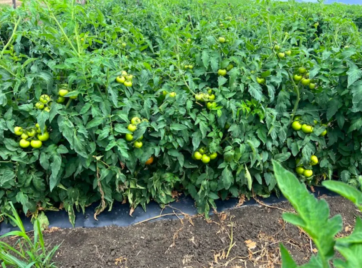Tomato plants with green tomatoes growing in a field.