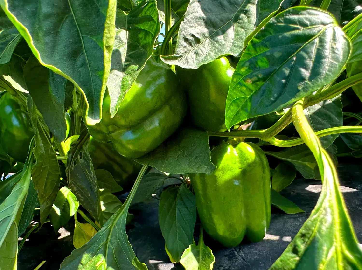 Green bell peppers growing on a plant, surrounded by green leaves.