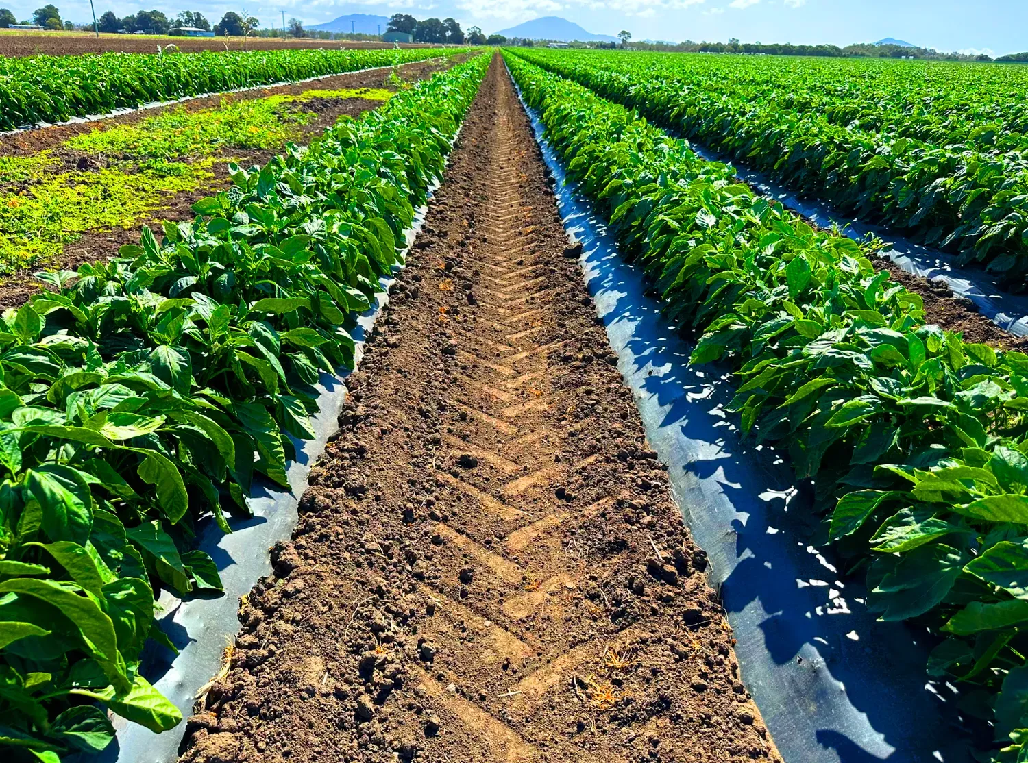 Rows of crops in a field, with a dirt path down the center. Lush green plants and blue sky.
