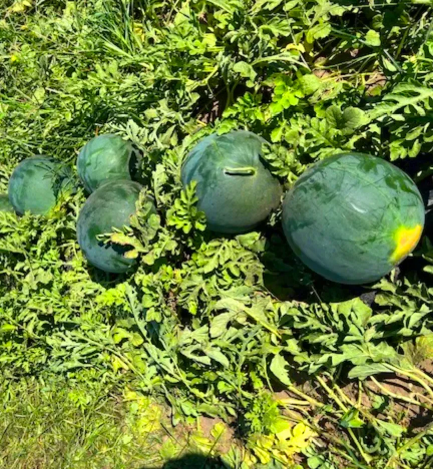 Watermelons in a field, green and round, surrounded by foliage. One watermelon has a small cut.