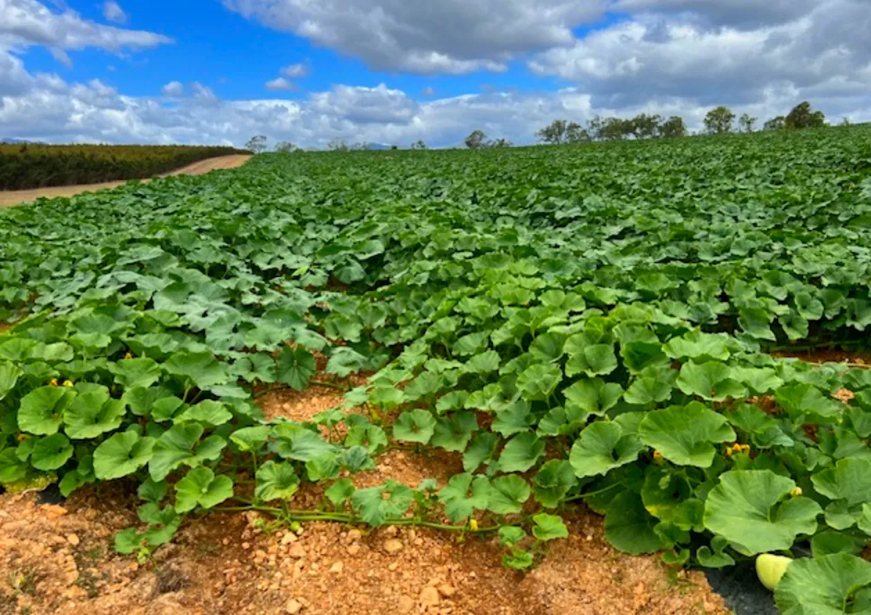 Field of green squash plants growing in rows under a cloudy sky.