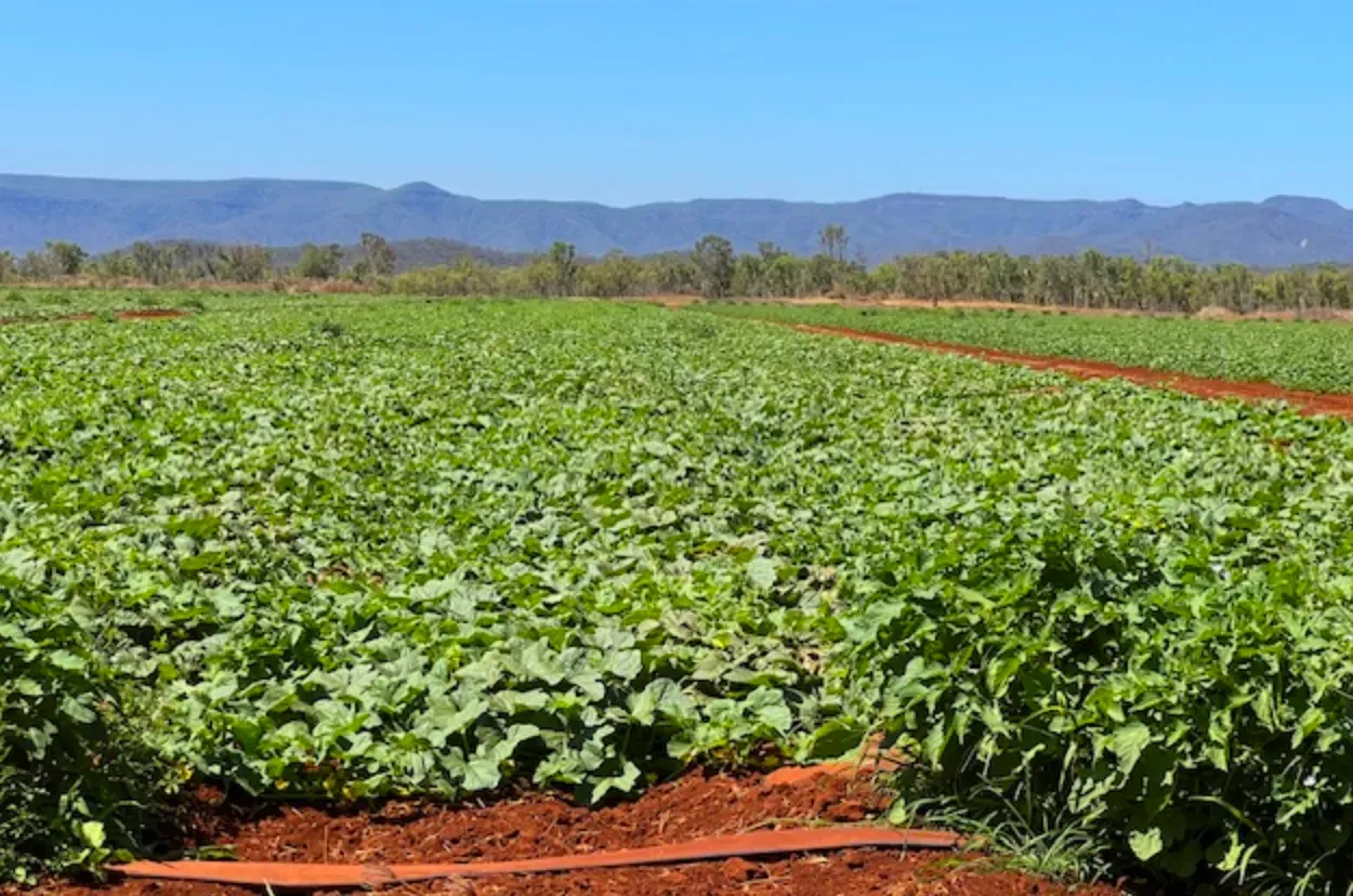 Green vegetable field with mountains in the background, under a clear blue sky.