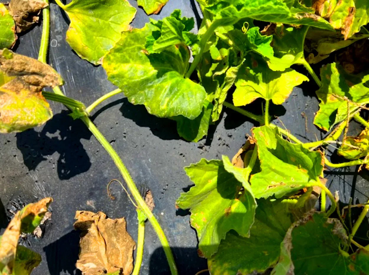 Close-up of yellowing cantaloupe leaves on black plastic in sunlight.