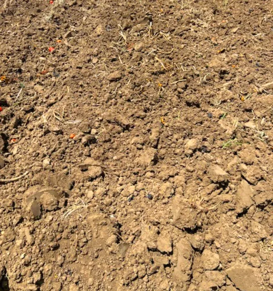 Brown soil, freshly tilled, with small bits of red and green plant matter visible.