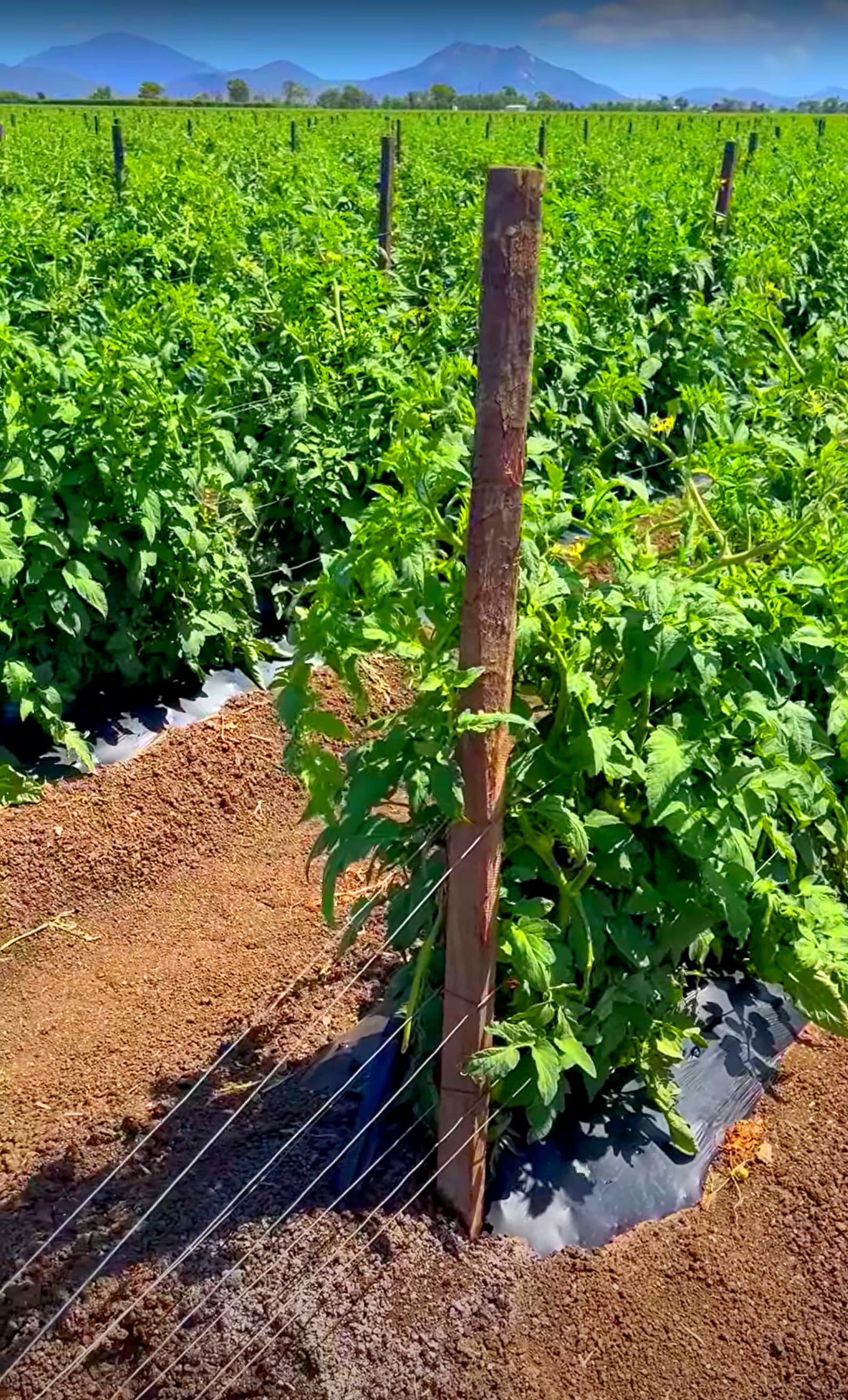 Tomato plants growing in a field, supported by a wire fence and wooden posts, with mountains in the background.