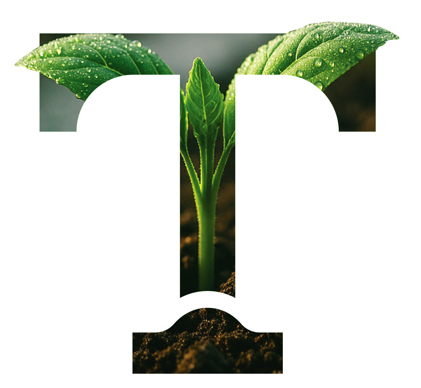 Green sprout growing inside a white