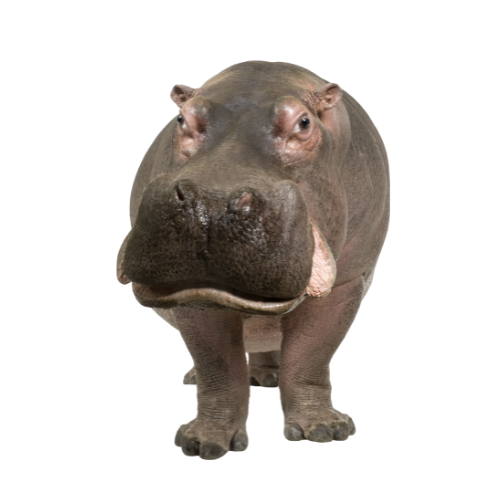 Picture of a HIppo