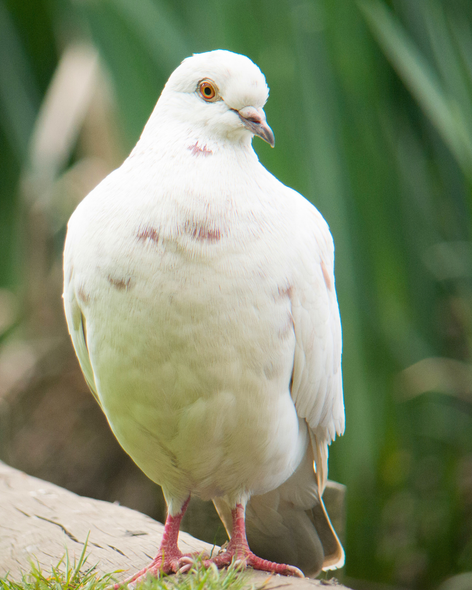 pigeon