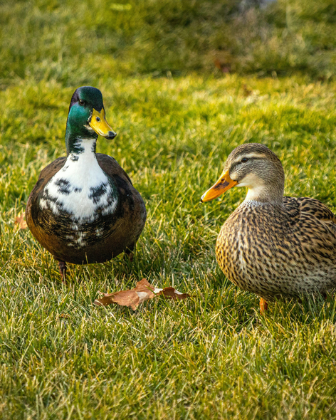 duck