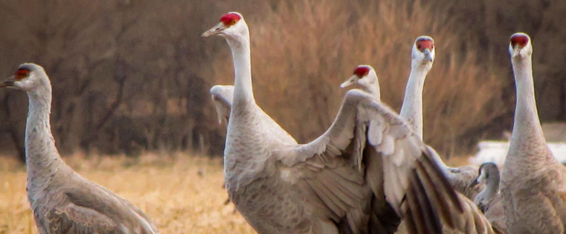 A group of sandhill cranes with grey feathers and red crests forage in a harvested field, one stretching its wings.