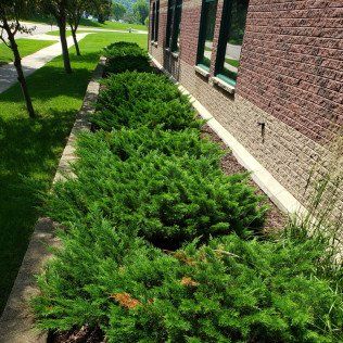 Lawn Mulching – Rochester, MN – Advanced Lawn Services