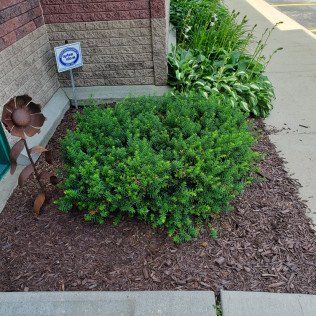 Lawn Mulching Company – Rochester, MN – Advanced Lawn Services