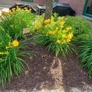 Residential Lawn Mulching Contractor – Rochester, MN – Advanced Lawn Services