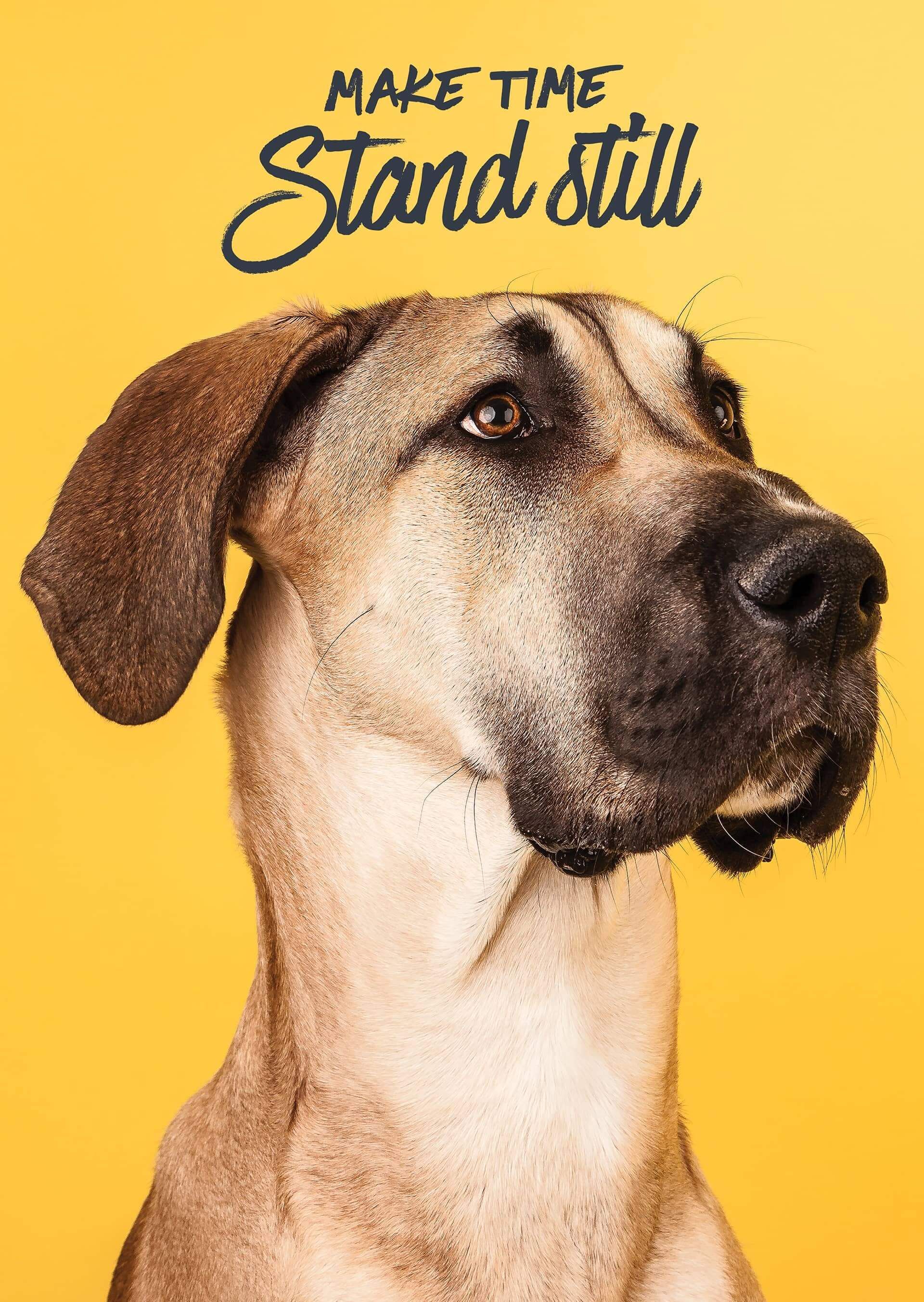 A brown and white dog is sitting on a yellow background.