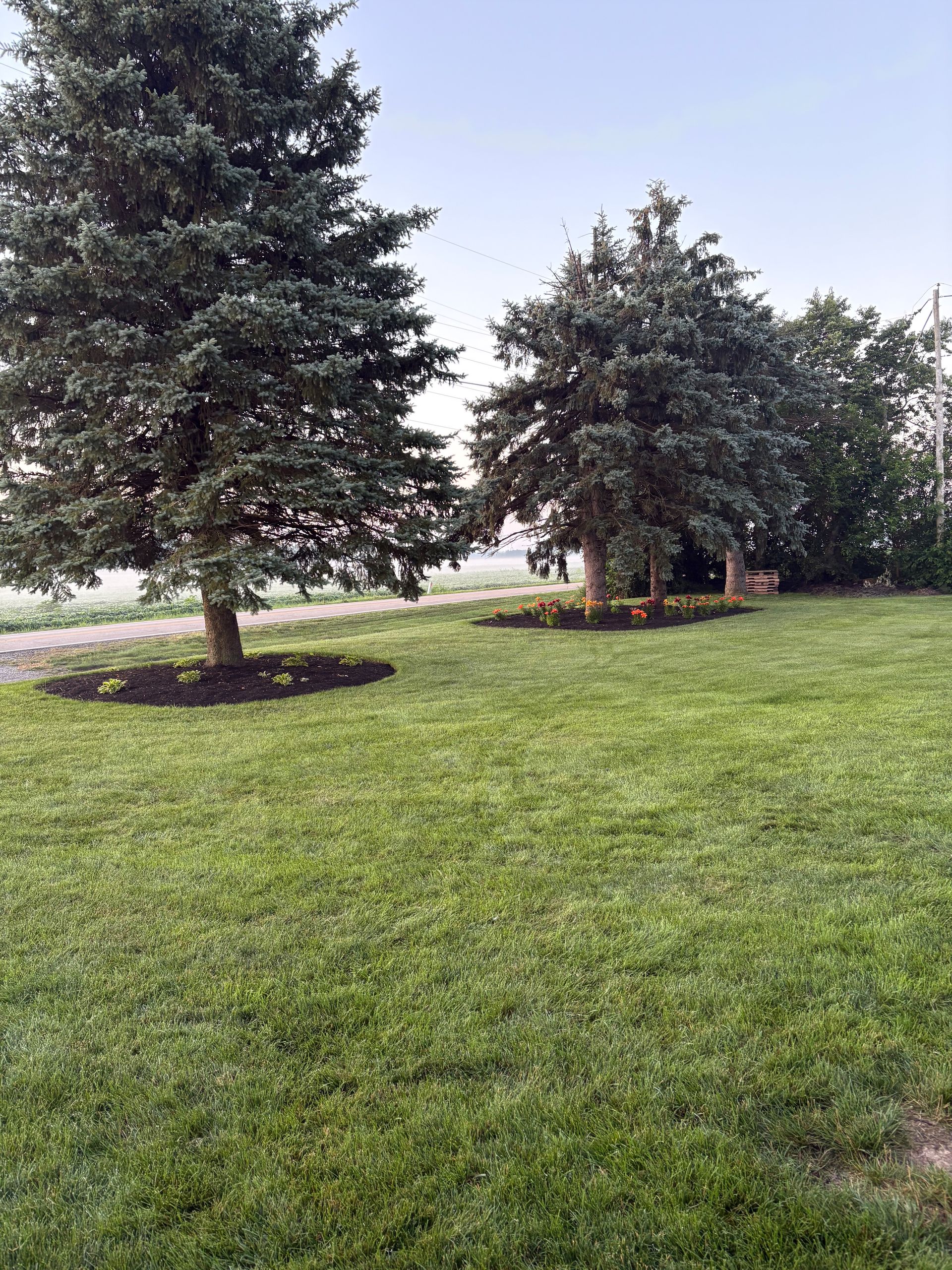 Lush green lawn with two large evergreen trees, a smaller tree, and a light blue sky in the background.