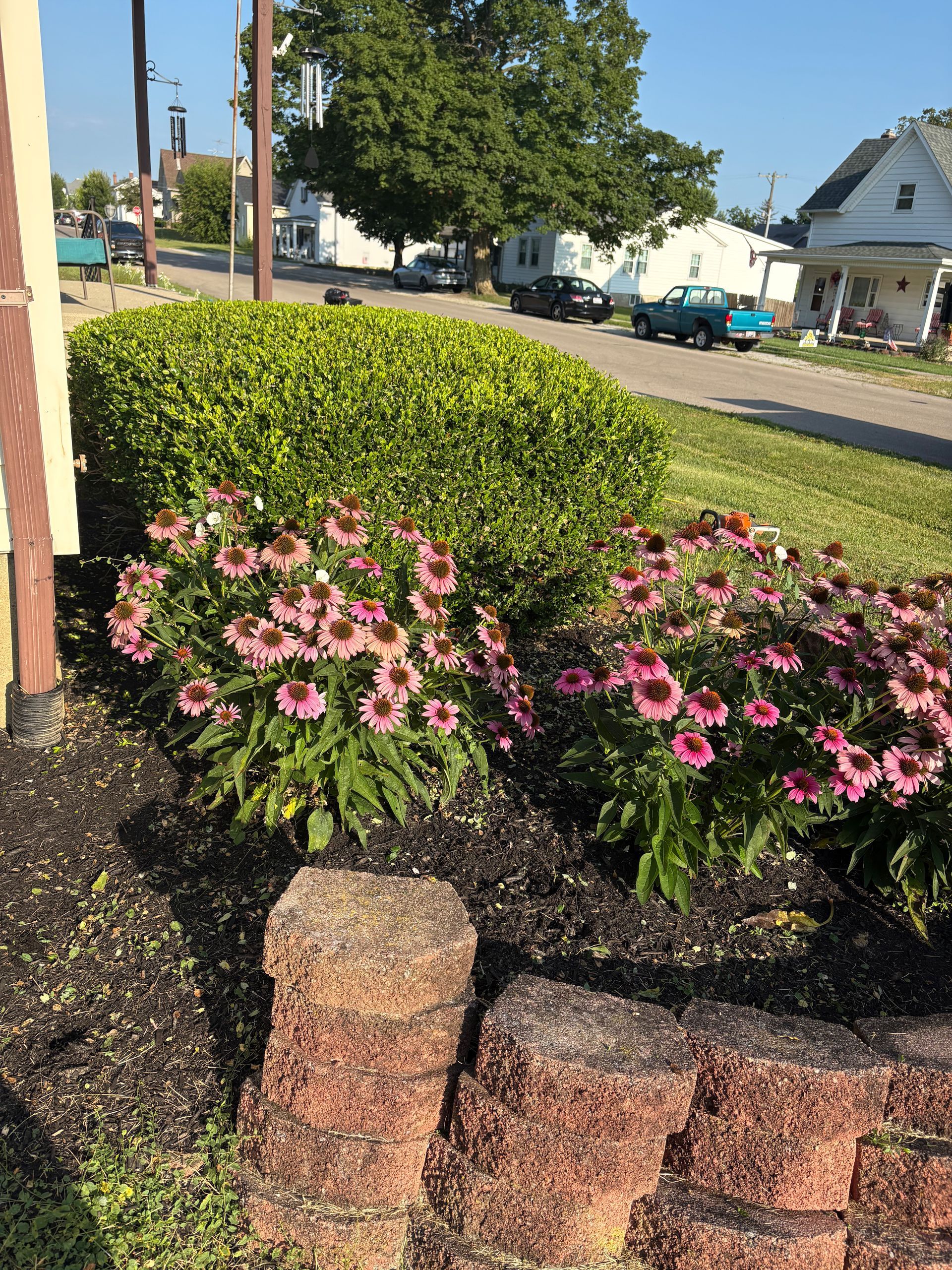 Flowering garden bed with pink coneflowers, green shrubs, and brick edging along a street.